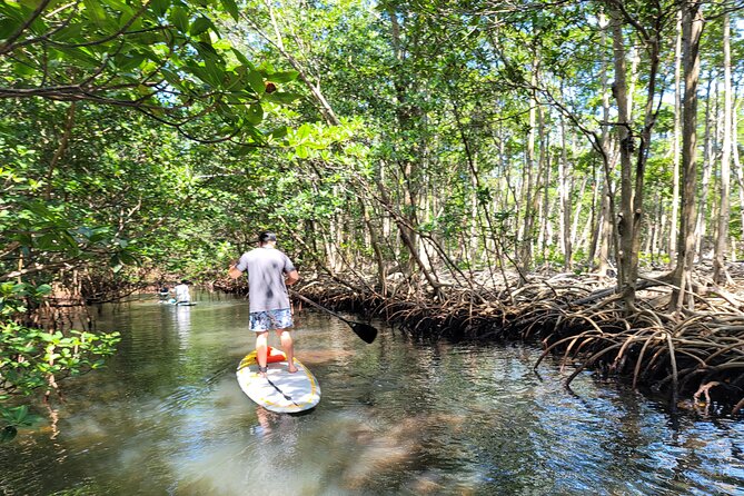 Nature Stand Up Paddle Boarding Experience in Miami - Paddling Through Miami’s Mangrove Canals: What You’ll See Along the Way