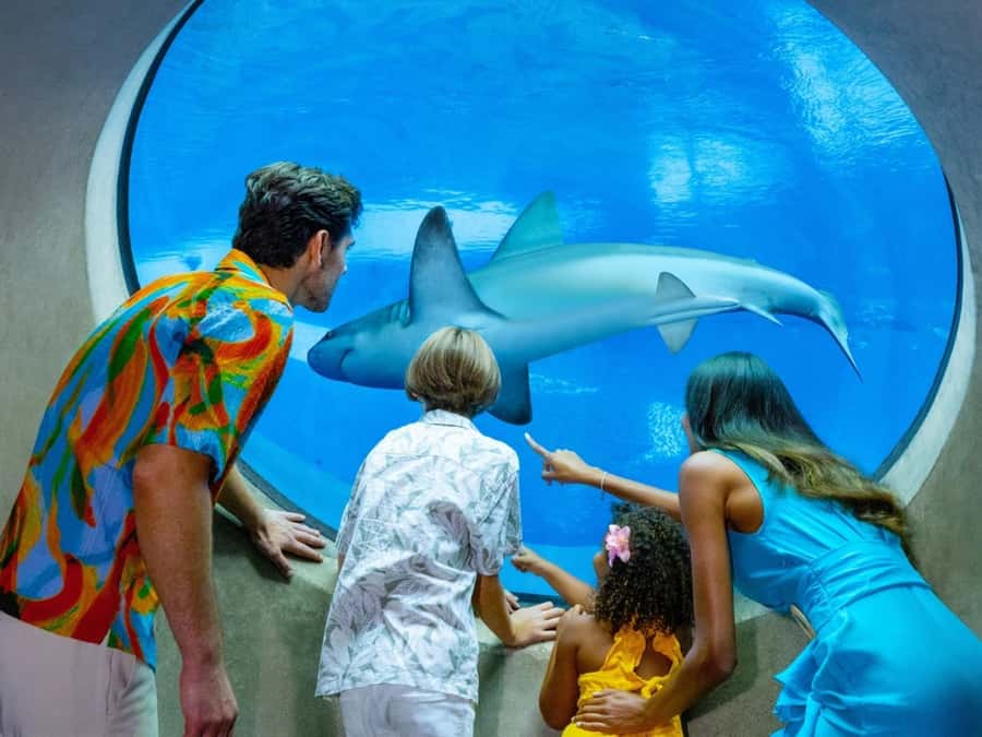 Passin Miami: 30+ Attractions, eSIM & 1-Way Airport Transfer - Museums, views, and a meal plan that won’t derail you
