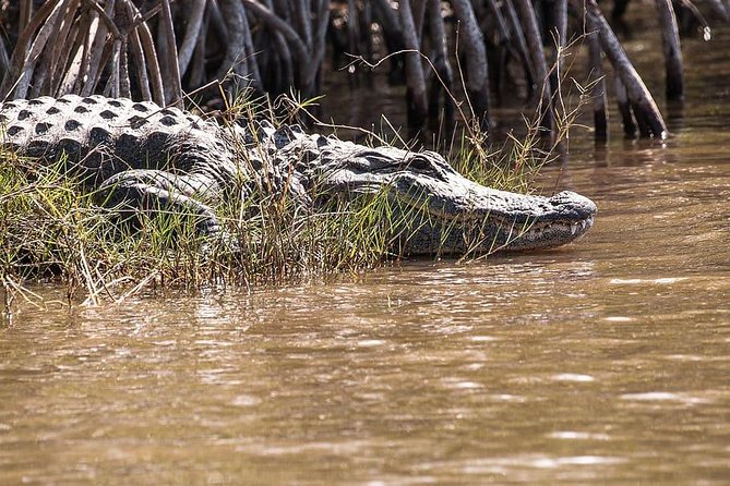 Private 4-hour Tour of Everglades from Miami Dade - Semi-Private Airboat: Short Ride, Big Wildlife Chances