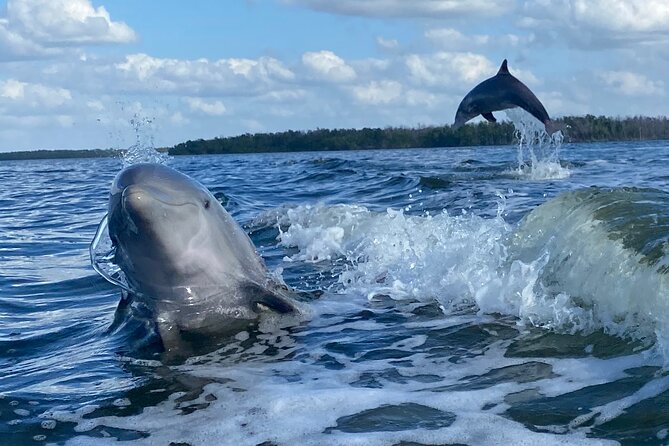 Private Everglades 10,000 Islands Photo and Birding Boat Safari - Duration and pacing: how to use 2 hours 30 minutes well