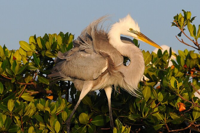 Private Everglades 10,000 Islands Photo and Birding Boat Safari - Practical value: what you’re really paying for at $549.95 per group