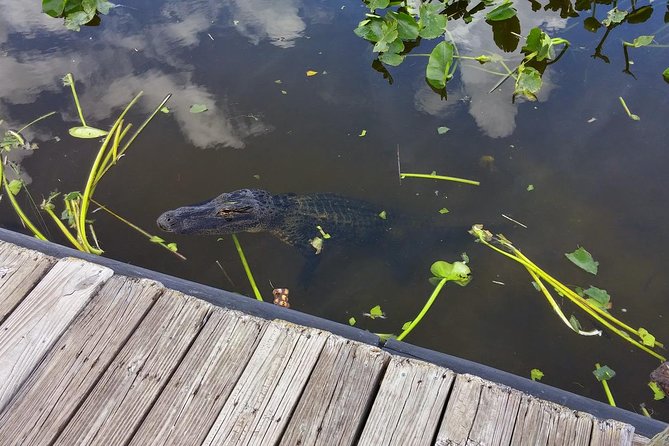 Private Everglades Airboat Tour with Pick up and Everglades Guide - Guides who bring the Everglades to life: Christian, Burke, Humberto, Hagen