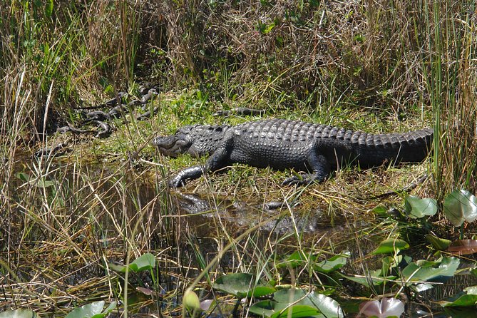Private Everglades Airboat Tour with Pick up and Everglades Guide - Weather, what to pack, and small safety habits that pay off