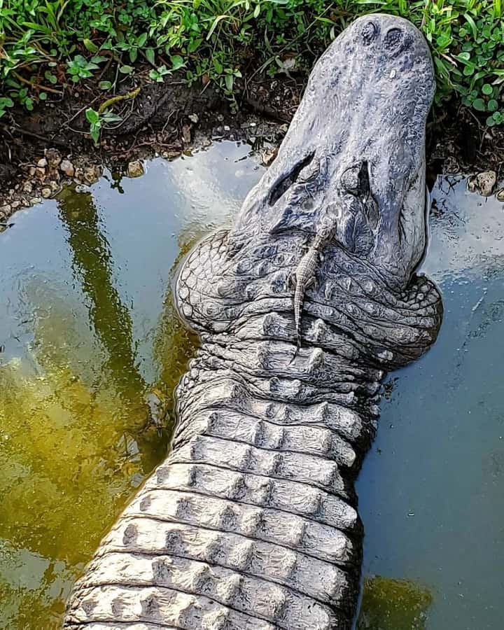 Private Everglades Tour:Explore the Beauty of the Everglades - Key highlights you’ll care about