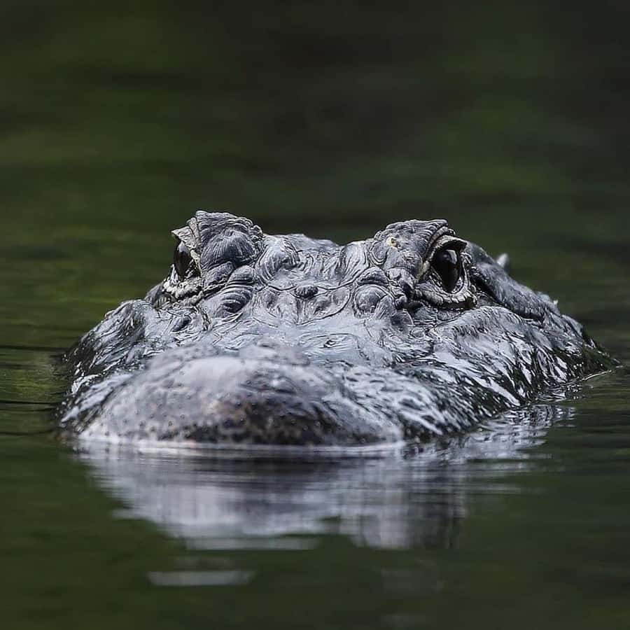 Private Everglades Tour:Explore the Beauty of the Everglades - Airboat in Everglades National Park: what it’s like and how to get the most out of it
