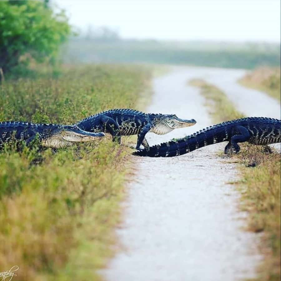 Private Everglades Tour:Explore the Beauty of the Everglades - Florida panther chances: how to think about rare sightings