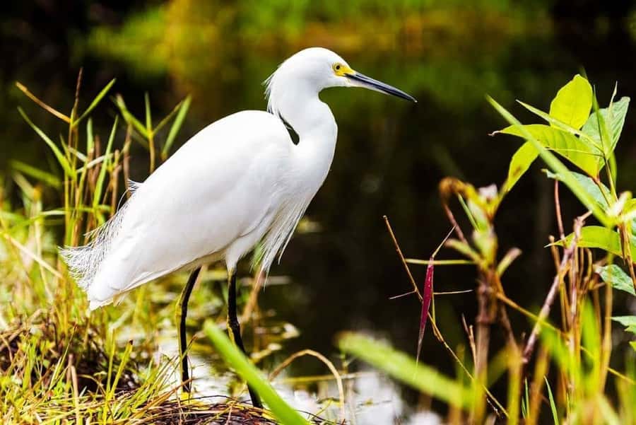 Private Everglades Tour:Explore the Beauty of the Everglades - Who this tour suits best