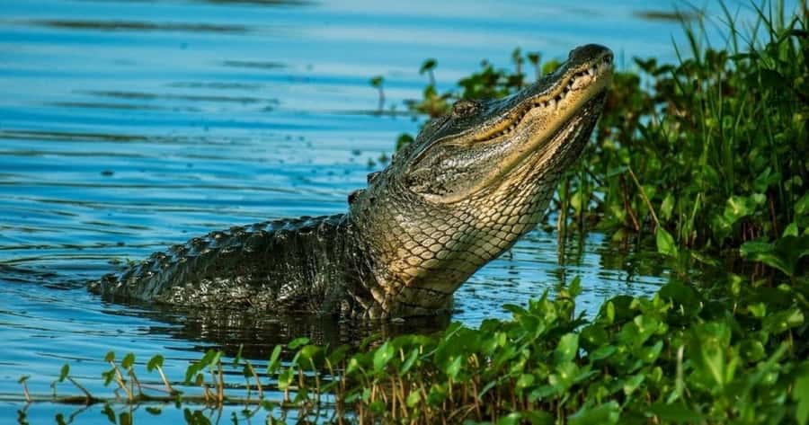 Private Everglades Tour:Explore the Beauty of the Everglades - Wildlife viewing: what you’re likely to see (and why your odds are better here)