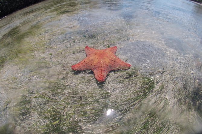 Private Guided Kayak or SUP Eco Adventure - Biscayne Bay Aquatic Preserve: why this water is worth your time