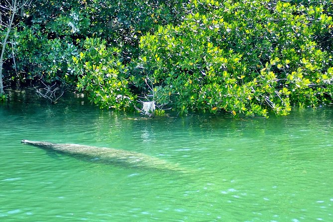 Private Guided Kayak or SUP Eco Adventure - Private guiding at $99: the value math that makes sense