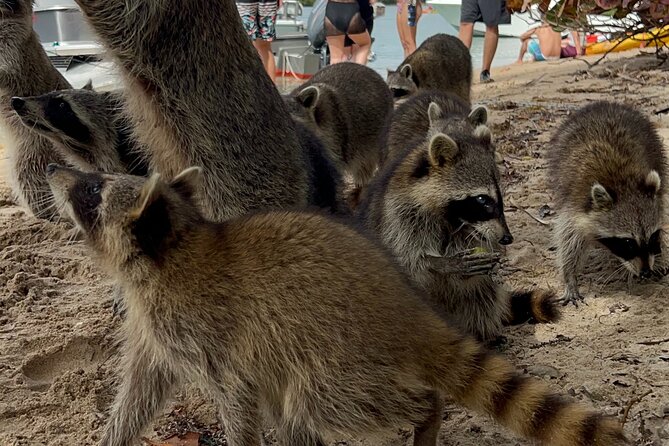 Raccoon Island Boat Tour - Indian Creek, Sanbar and Raccoons - Key highlights before you go
