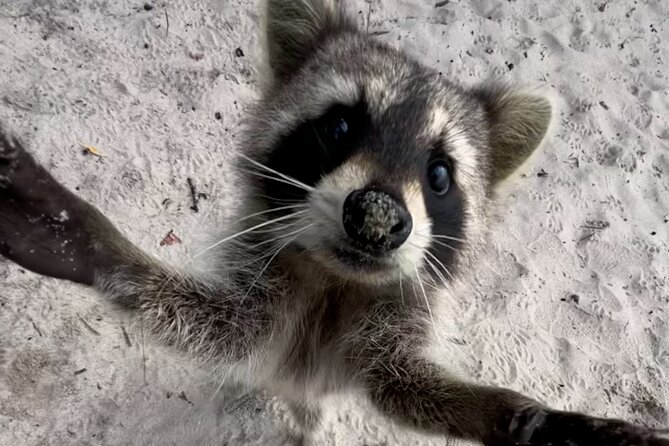 Raccoon Island Boat Tour - Indian Creek, Sanbar and Raccoons - Price and what $545 per group really means