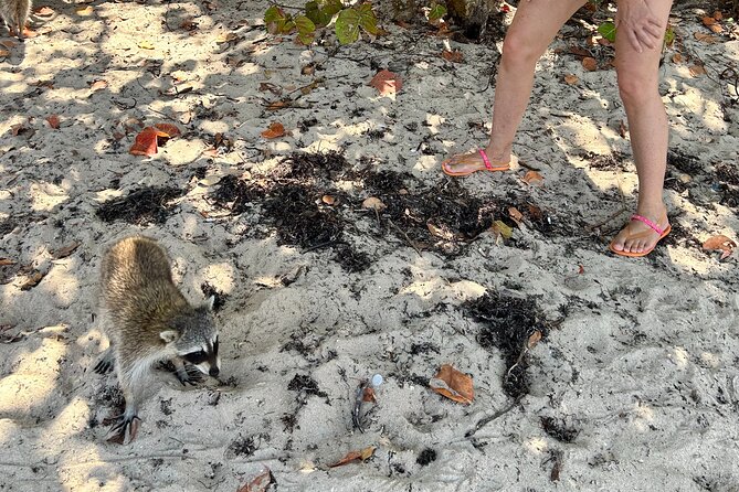 Raccoon Island Boat Tour - Indian Creek, Sanbar and Raccoons - Cruising Indian Creek: mansions, billionaires, and big Miami energy