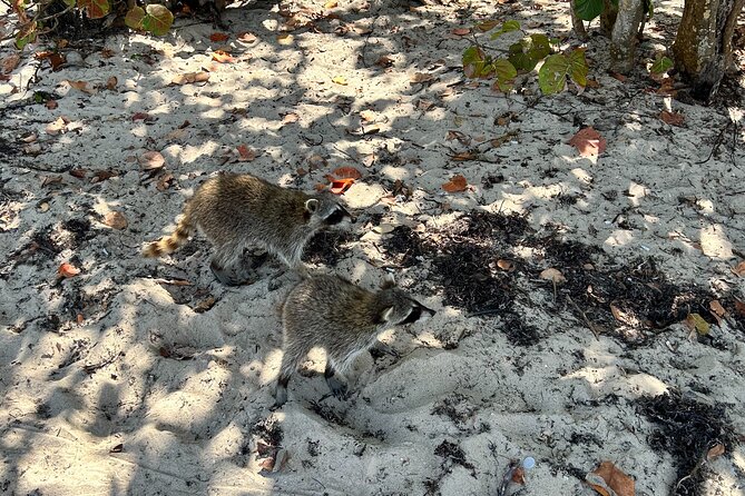 Raccoon Island Boat Tour - Indian Creek, Sanbar and Raccoons - Sandspur Island walk: raccoons are the headline, but rules are the plot