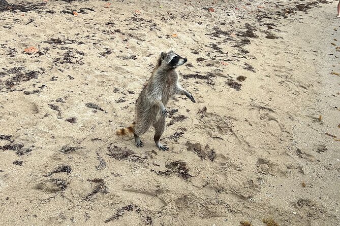 Raccoon Island Boat Tour - Indian Creek, Sanbar and Raccoons - Captain matters: professionalism, local insight, and language requests