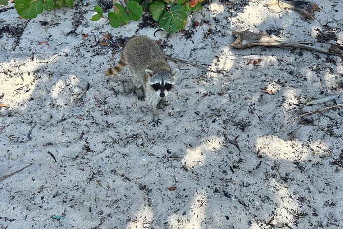 Raccoon Island Boat Tour - Indian Creek, Sanbar and Raccoons - What to bring so the day feels effortless
