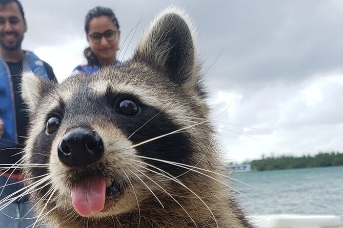 Raccoon Island: Exploration on SUP/Kayak - Key Things You’ll Remember From This Raccoon Island SUP/Kayak Trip