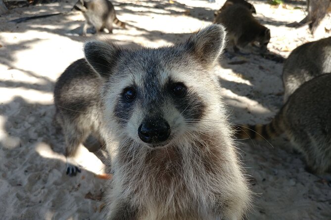 Raccoon Island: Exploration on SUP/Kayak - Getting Your Kayak or SUP and Learning the Basics