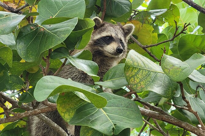 Raccoon Island: Exploration on SUP/Kayak - Views, Wildlife, and the Photography Reality Check