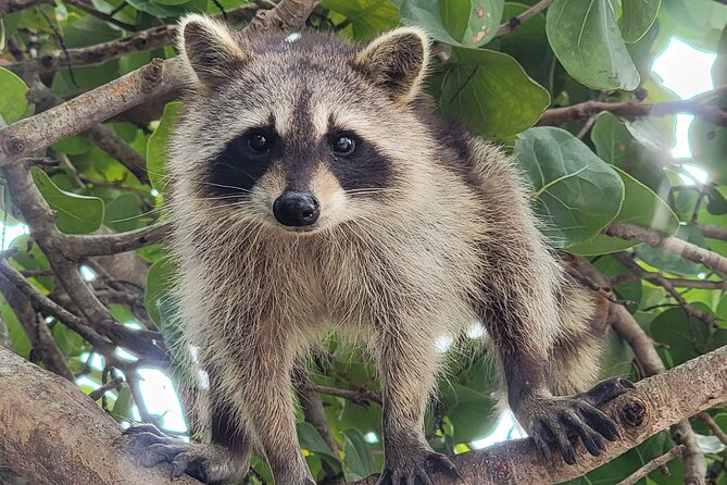 Raccoon Island: Exploration on SUP/Kayak - Arriving at Bill Bird Marina: Find the Dock, Not the Maze