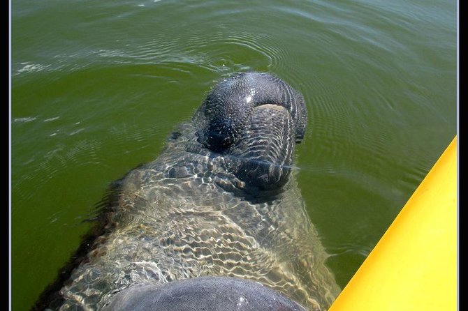 Small Group Boat, Kayak and Walking Guided Eco Tour Everglades - Key highlights that make this Everglades tour worth your time