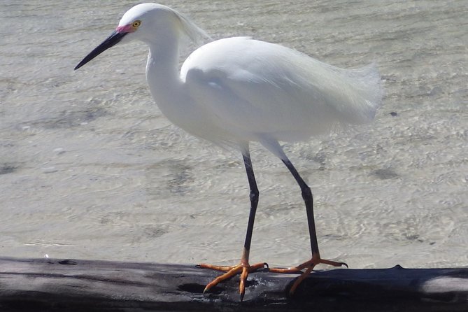 Small Group Boat, Kayak and Walking Guided Eco Tour Everglades - Kayak time to Barrier Island Beach: slow paddling near mangroves