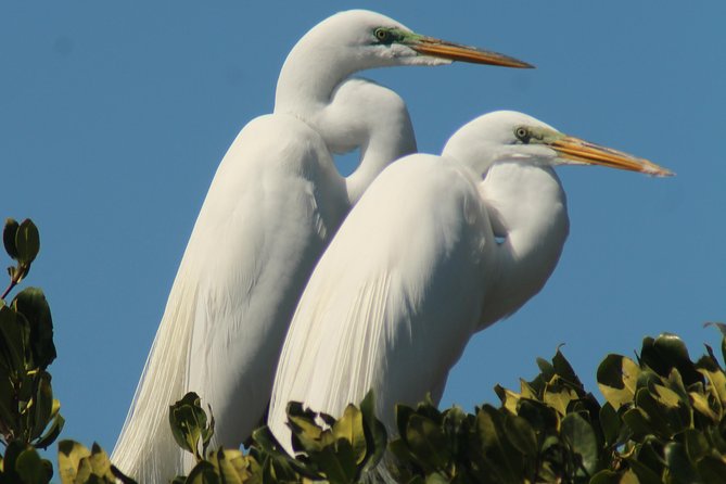 Small Group Boat, Kayak and Walking Guided Eco Tour Everglades - Wildlife expectations: what’s realistic, and what to keep flexible
