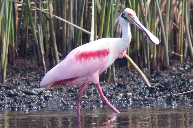 Small Group Boat, Kayak and Walking Guided Eco Tour Everglades - Chokoloskee history stop: the human story behind the water