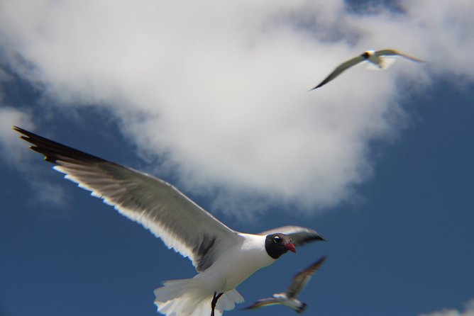Small-group private Key West tour with expert guide - What’s Included vs. What You Need to Plan