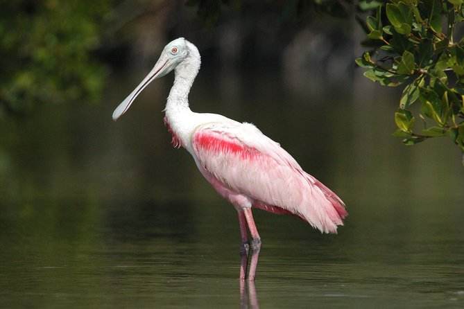 Two-Hour Everglades Dolphin, Manatee and Birding Boat Tour - Small-Group Boat Time in the 10,000 Islands (And What to Expect)