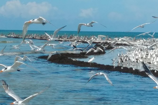 Two-Hour Everglades Dolphin, Manatee and Birding Boat Tour - How the Naturalist Guide Turns “Pretty Water” Into Real Learning