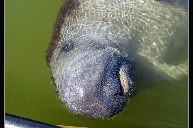 Two-Hour Everglades Dolphin, Manatee and Birding Boat Tour - Who Should Book This Everglades Dolphin, Manatee and Birding Boat Tour?