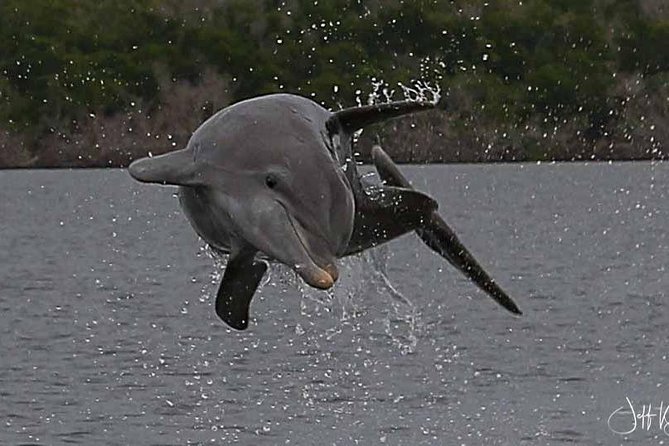Two-Hour Everglades Dolphin, Manatee and Birding Boat Tour - Tips to Make Your Two Hours Count