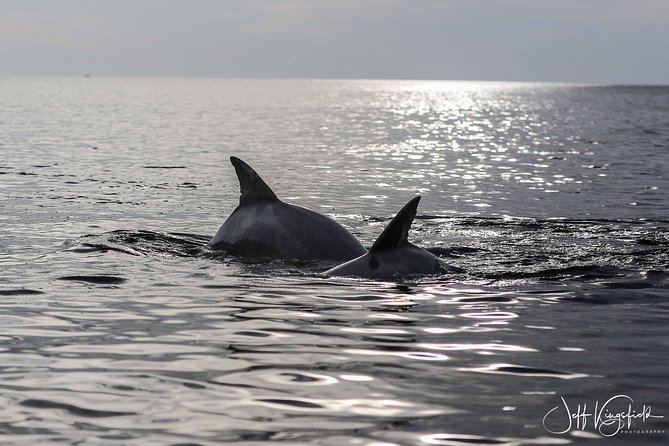 Two-Hour Everglades Dolphin, Manatee and Birding Boat Tour - The Waterway Stop That Often Includes Shelling Time