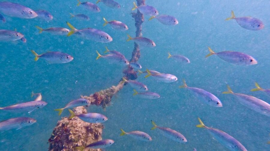 West Palm Beach: Beginner Scuba Diving Adventure with Videos - Getting Ready at Phil Foster Beach Park (and Finding Your People)