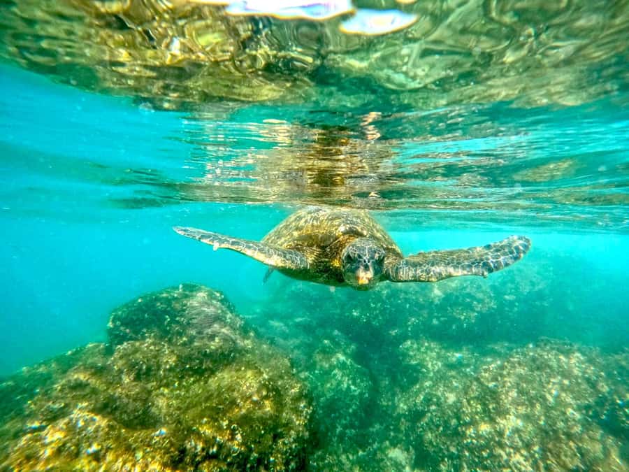 West Palm Beach: Beginner Snorkel Tour with Turtles & Videos - Equipment included: why that matters when you’re new