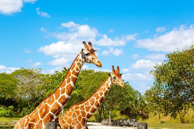 Zoo Miami Ticket with Optional Upgrade - Key Highlights You’ll Actually Use