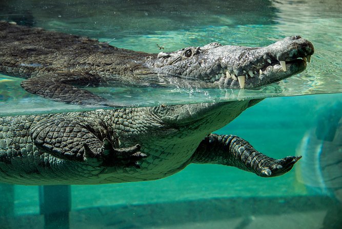 Zoo Miami Ticket with Optional Upgrade - Food and Beverage Upgrade: Should You Pay for It?